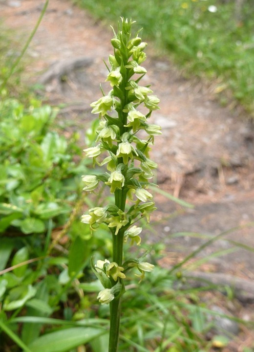 1c. Weisszüngel, (Höswurz), Pseudorchis albida 6.7.10 Sulden