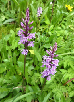 4. Knabenkraut-Finger-Fuchs', Dactylorhiza fuchsii 15.7.12 Tendershof