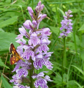 4a... Knabenkraut-Finger-Flecken, Dactylorhiza maculata mit Schmetterling 27.6.11 PiKo