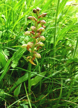 Hohlzunge-grün, Coeloglossum viride 6.7.10 Sulden