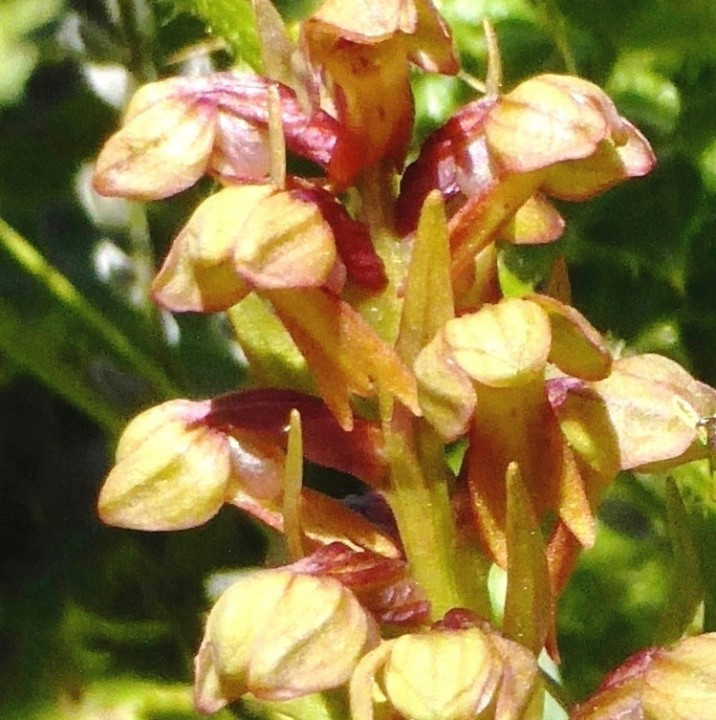 Hohlzunge-grün, Coeloglossum viride 19.7.16 Umbrail