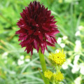 2b.  Kohlröschen-Schwarzes-Gew, Nigritella rhellicani 3.7.08 AGo