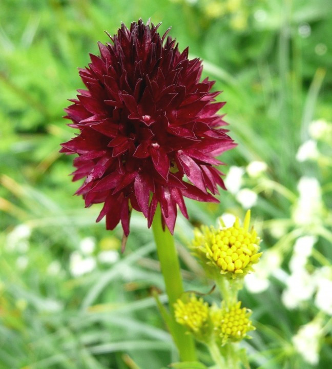 2b.  Kohlröschen-Schwarzes-Gew, Nigritella rhellicani 3.7.08 AGo