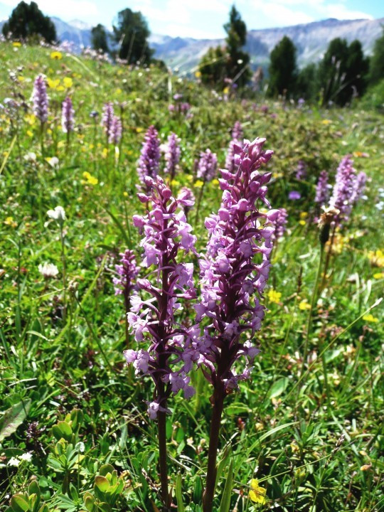 1. Händelwurz-Mücken, Gymnadenia conopsea 7.7.07 Lü