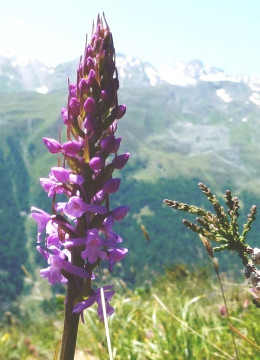1c. Händelwurz-Mücken, Gymnadenia conopsea 15.7.13 AGo