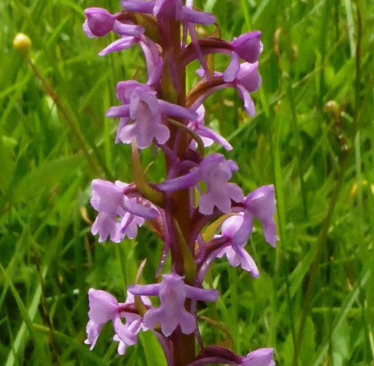 1d. Händelwurz-Mücken, Gymnadenia conopsea 19.6.16 TVN-Weg