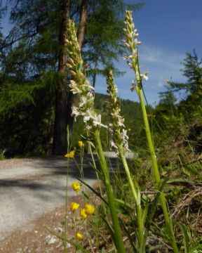 2A. Händelwurz-Duft-Wohlriechende, Gymnadenia odoratissima 5.7.16 Lü