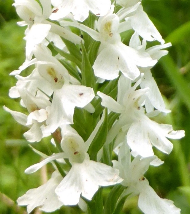 1e. Händelwurz-Mücken, Gymnadenia conopsea-WEISS! 1.7.18 Hoametzl (2) od. Fuchs' Fingerknabenkraut
