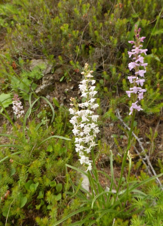 2A. Händelwurz-Duft-Wohlriechende, Gymnadenia odoratissima 10.7.18 Lü