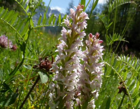 2Ab. Händelwurz-Duft-Wohlriechende, Gymnadenia odoratissima 17.7.14 Sulden + Trafoi