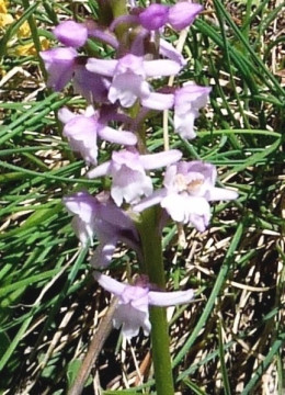 2Ac. Händelwurz-Duft-Wohlriechende, Gymnadenia odoratissima 2.7.10 Lü