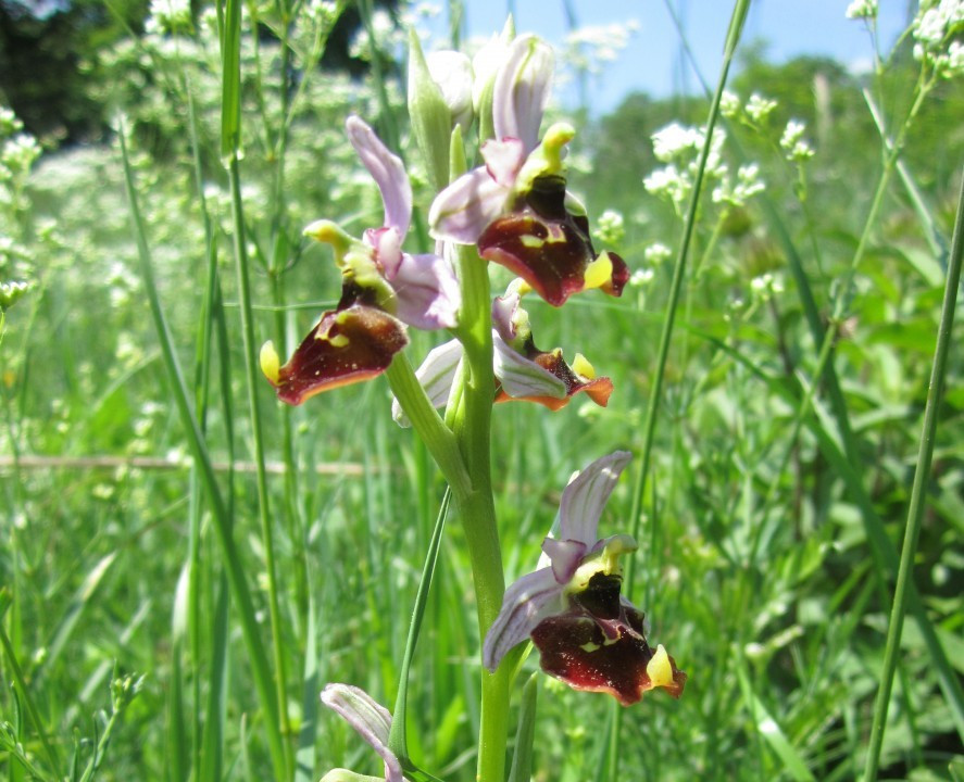 2. Ragwurz-Hummel,  Ophrys holoserica 16.5.15 Himmelswiese Wien, Foto Rudi Spitzer (1)