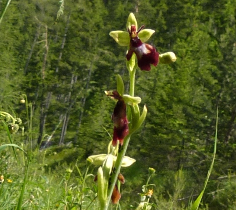 3a. Ragwurz-Fliegen, Ophrys insectifera 23.6.14 PiKo - GIBT ES IM GEBIET MALS