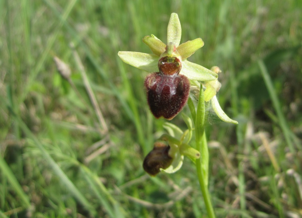 4. Ragwurz-Spinnen, Ophrys sphegodes 30.4.18 Lange Lacke (1) Foto Rudi