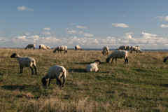 Zickersche Berge Schafweiden (3)