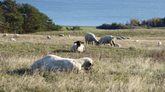 Zickersche Berge Schafweiden (4)