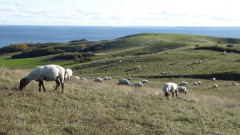 Zickersche Berge Schafweiden (5)