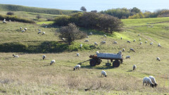 Zickersche Berge Schafweiden (6)
