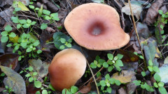 Mönchgut bei Groß Zicker  (1)