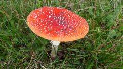 Mönchgut bei Groß Zicker  (3)