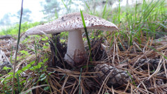 Mönchgut bei Groß Zicker  (4)