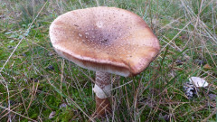 Mönchgut bei Groß Zicker  (5)