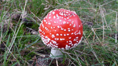 Mönchgut bei Groß Zicker  (7)