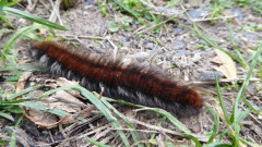 Mönchgut bei Groß Zicker  (9)