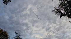 Linum abends (7)