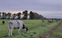 Linum morgens (4)