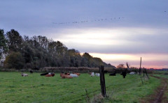 Linum morgens (2)