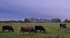 Linum morgens (3)
