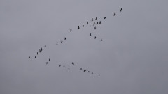 Linum morgens (8)