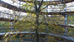 Baumwipfelpfad (11)