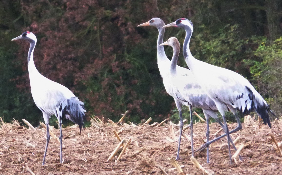 Köpfe a