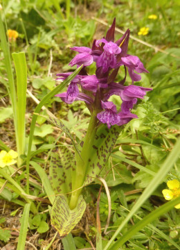 Knabenkraut-FINGERWURZ-Breitblatt, Dactylorhiza majalis 11.7.19 ReschnerA (1)