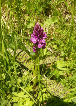 Knabenkraut-FINGERWURZ-Breitblatt, Dactylorhiza majalis 11.7.19 ReschnerA (2)