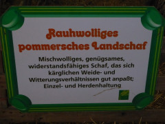 Schaf 041