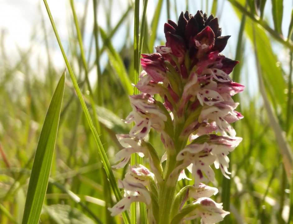 1. Brand-Knabenkraut-Frühling (B.Keuschständel), Orchis ustulata 7.5.19 Eichkogel (2)