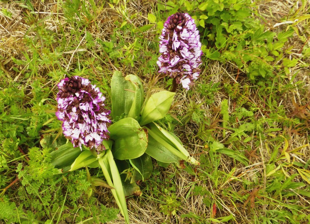 5. Knabenkraut-Purpur, Orchis purpurea 7.5.19 Eichkogel (1)