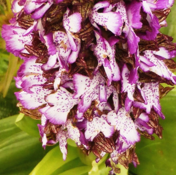 5. Knabenkraut-Purpur, Orchis purpurea 7.5.19 Eichkogel (2)