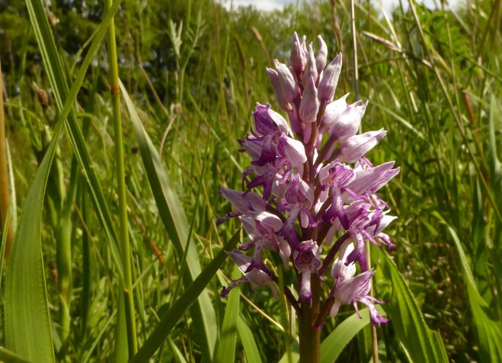 6a. Knabenkraut-Helm, Orchis militaris 7.5.19 Eichkogel (2)