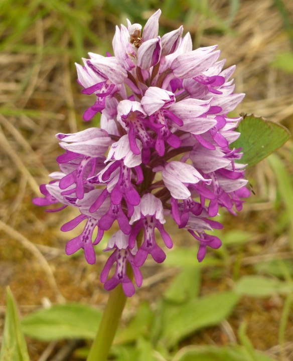 6a. Knabenkraut-Helm, Orchis militaris 7.5.19 Eichkogel (6)