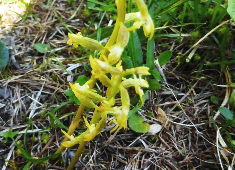 Korallenwurz!!!!, Corallorhiza trifida 4.7.16 Sulden-K2 (3)