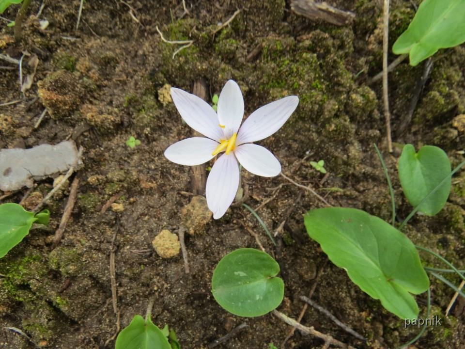 Blümchen