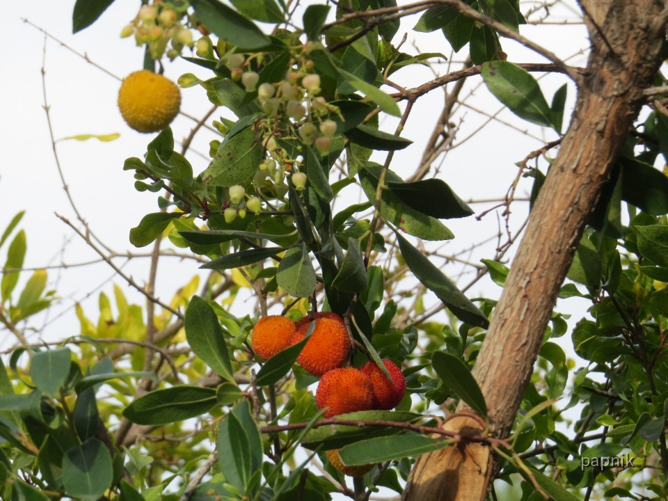 Erdbeerbaum