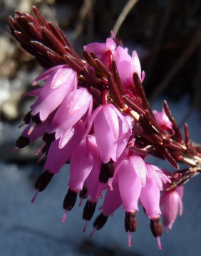 Erica carnea, Schneeheide