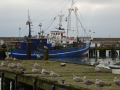 Sassnitz 1  (7)