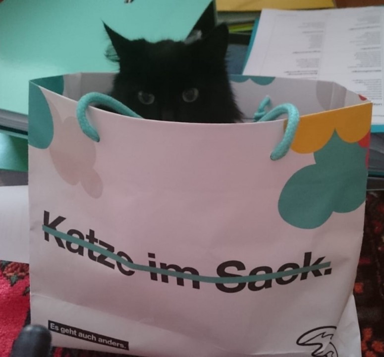 Katze im Sack