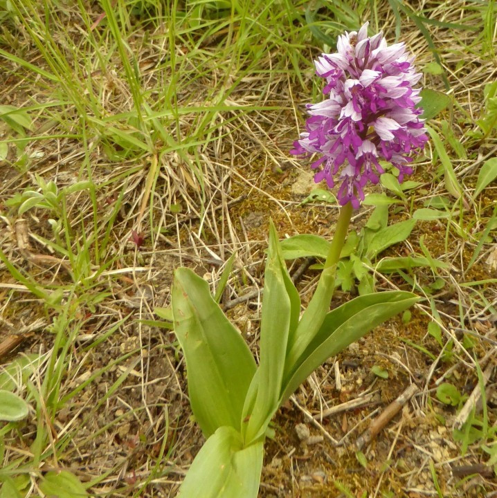 6a. Knabenkraut-Helm, Orchis militaris 7.5.19 Eichkogel (5)